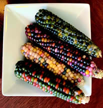 Heirloom corn varieties grown at VGfP. Photo: Evan Mills